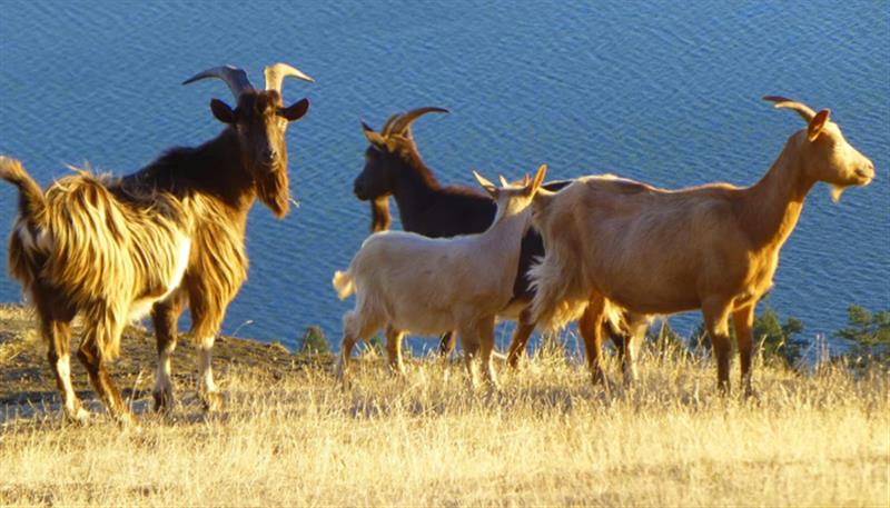 Agile, intelligente e curiosa, alcune caratteristiche della capra Agile, intelligente e curiosa, alcune caratteristiche della capra